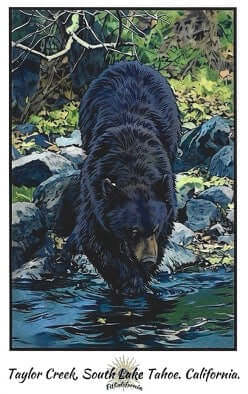 The Bear Vinyl Sticker showcasing a bear walking through water in Taylor Creek, South Lake Tahoe, California.