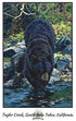 The Bear Vinyl Sticker showcasing a bear walking through water in Taylor Creek, South Lake Tahoe, California.
